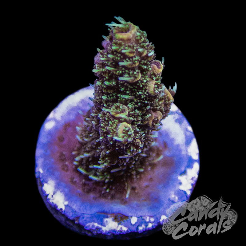 Honey Drop Acropora Millepora Frag