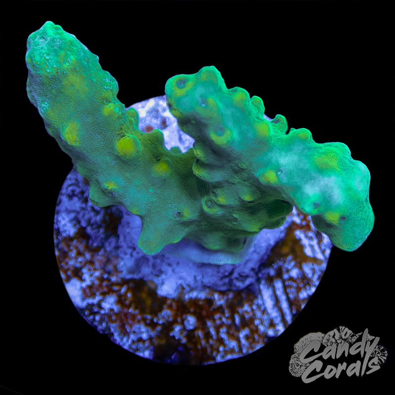 Acropora Sp. Frag