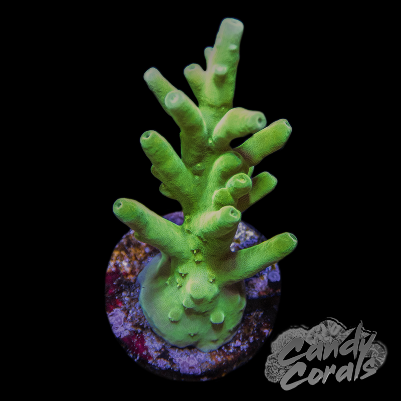 Green Dragon Acropora Echinata Frag