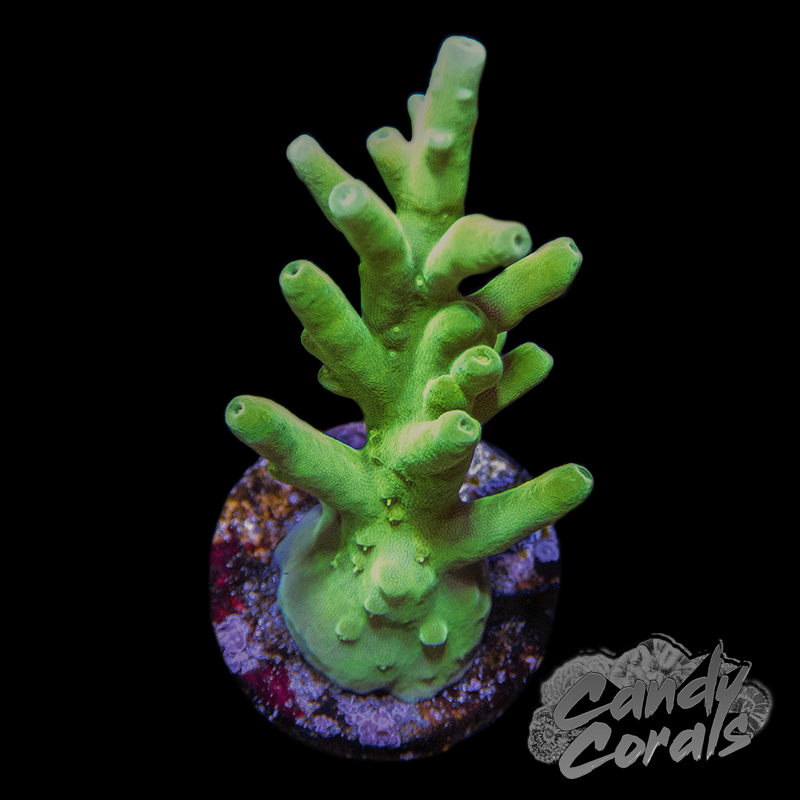 Green Dragon Acropora Echinata Frag A90