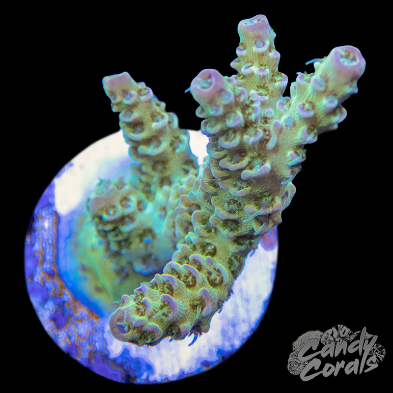 A73 Magic Waves Acropora Millepora Frag