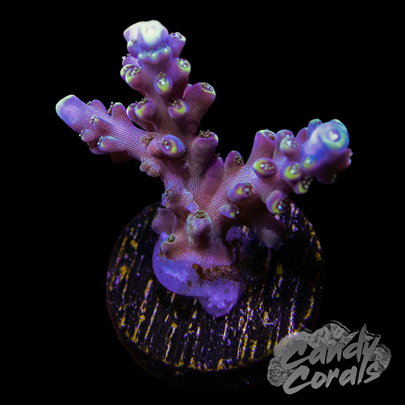 TSA Bollywood Acropora Sp. Frag A15