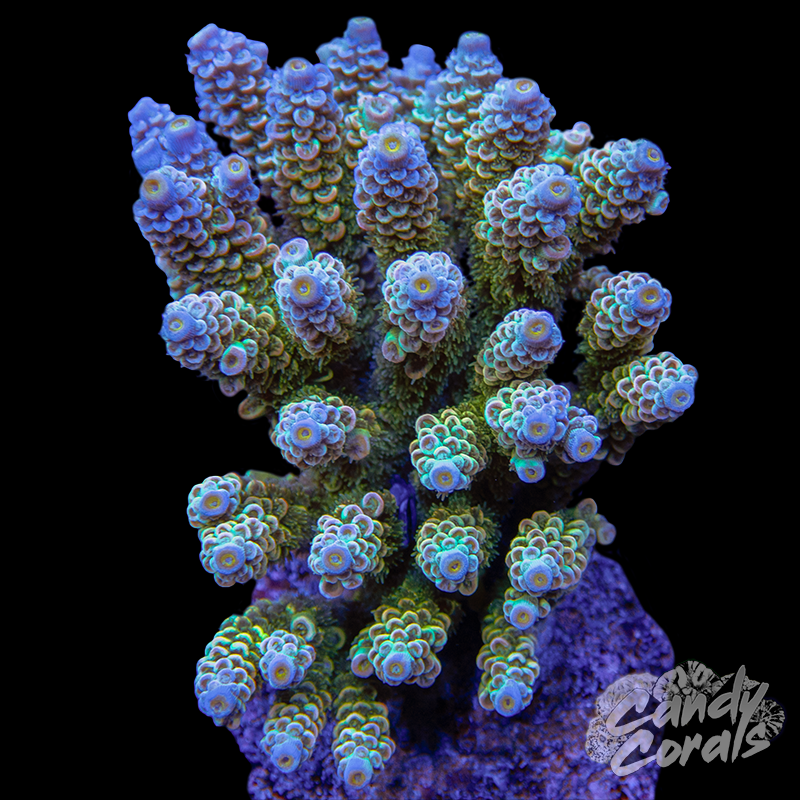 Acropora Sp. Colony WYSIWYG 11