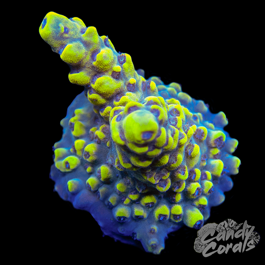 Yellow Jacket Acropora Sp. Frag A54