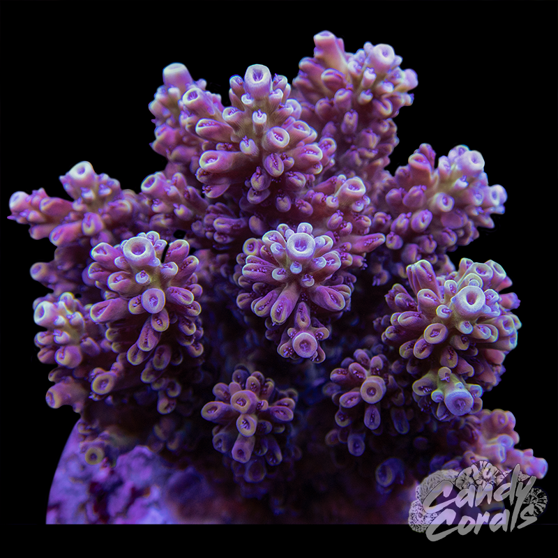 Acropora Sp. Colony WYSIWYG 33