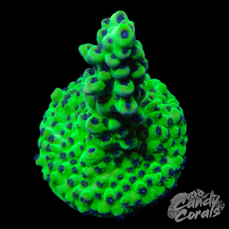 Laura's Purple Polyp Acropora WYSIWYG 1