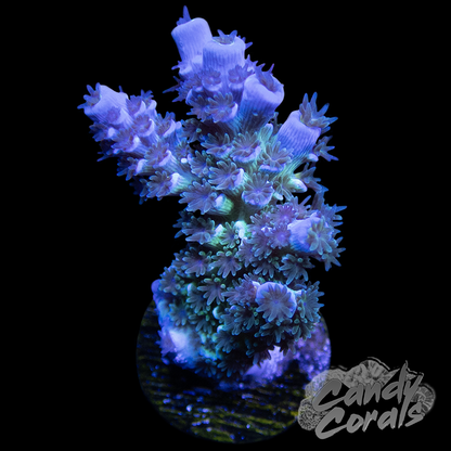 JF Jolt Acropora Frag