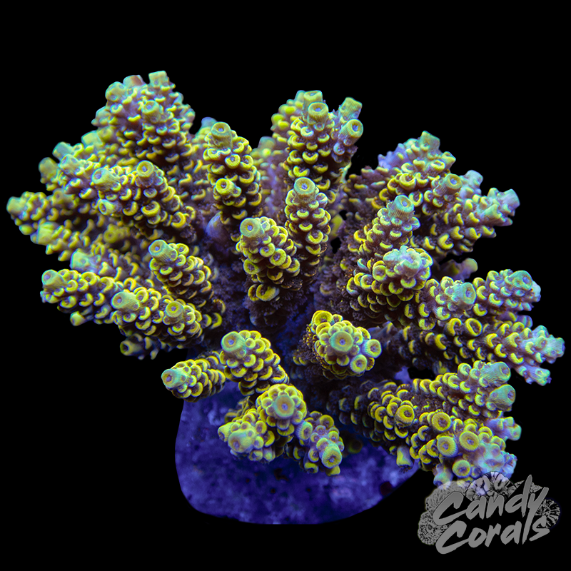 Acropora Sp. Colony WYSIWYG 16