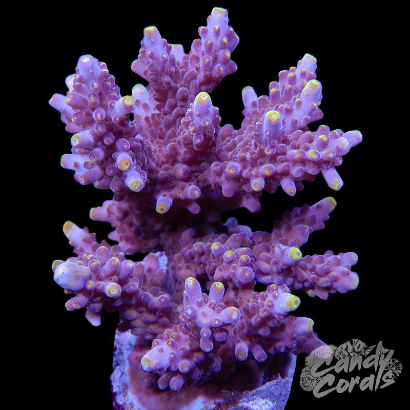 Acropora Sp. Colony WYSIWYG 12