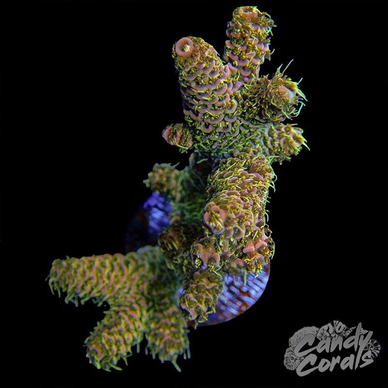 Acropora Millepora WYSIWYG 45