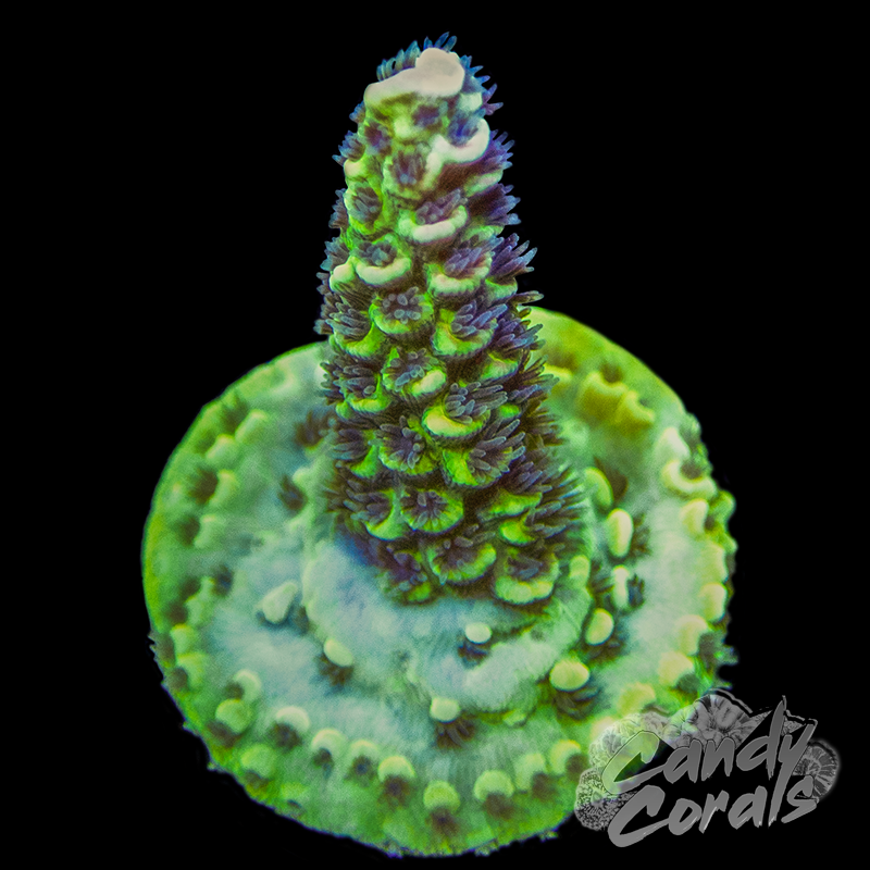 TSA Sour Twist Acropora Sp. Frag