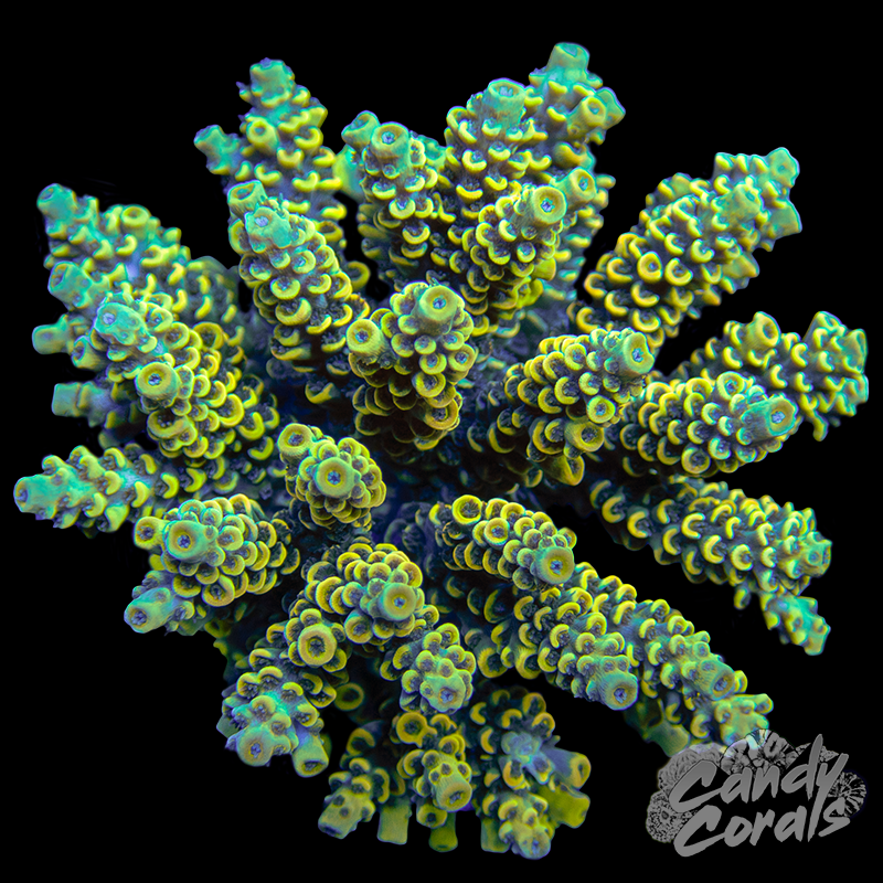 Acropora Sp. Colony WYSIWYG 26