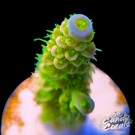 Peter Pan Acropora Tenuis Frag A8