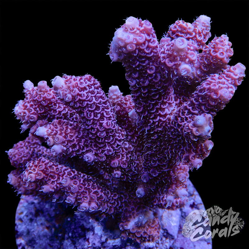 Acropora Sp. Colony WYSIWYG 43