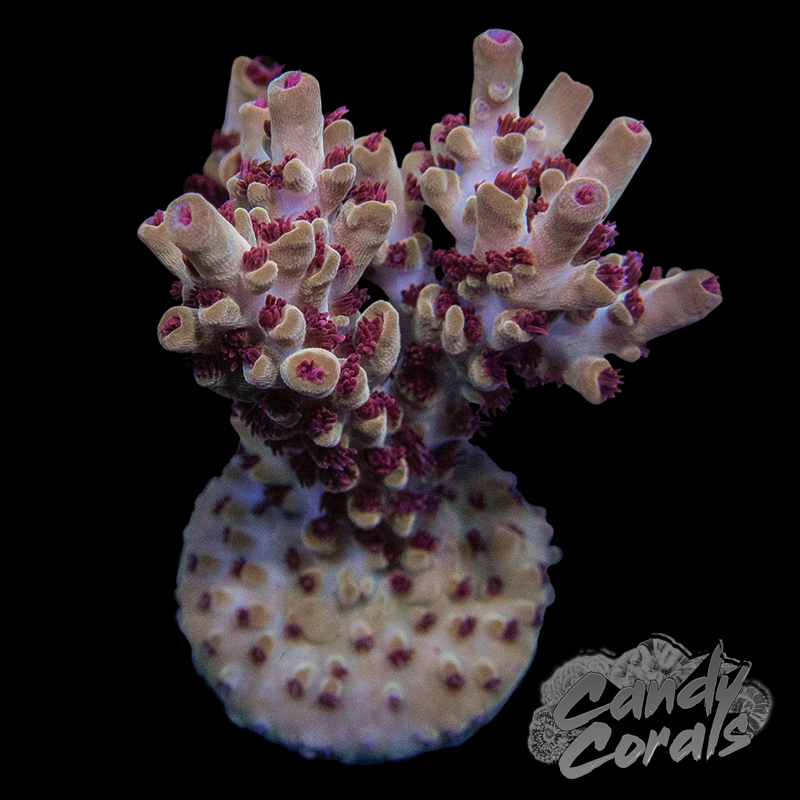 RR Wildfire Acropora Sp. Frag A33