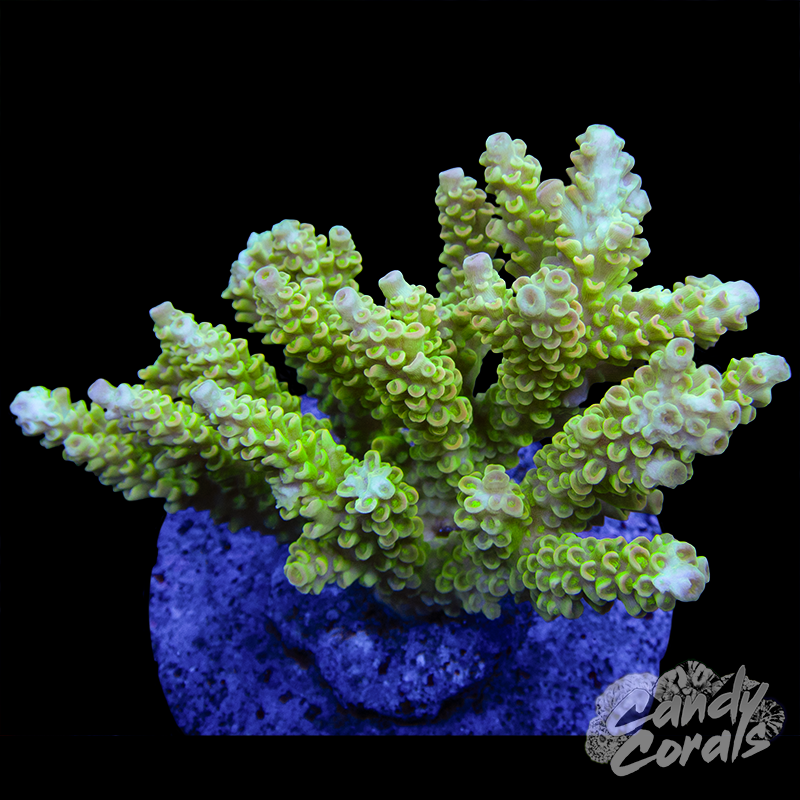 Acropora Sp. Colony WYSIWYG 34