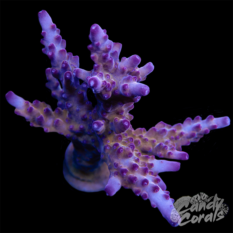 Twizzler Acropora Sp. WYSIWYG 26
