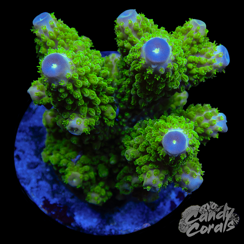 Acropora Sp. Colony WYSIWYG 81