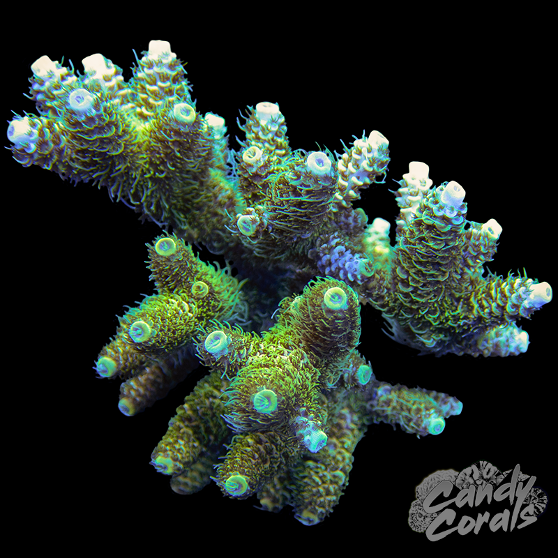 Acropora Sp. Colony WYSIWYG 95