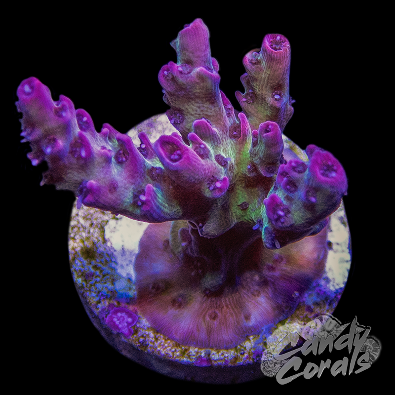 ORA Red Planet Acropora Sp. Frag A36