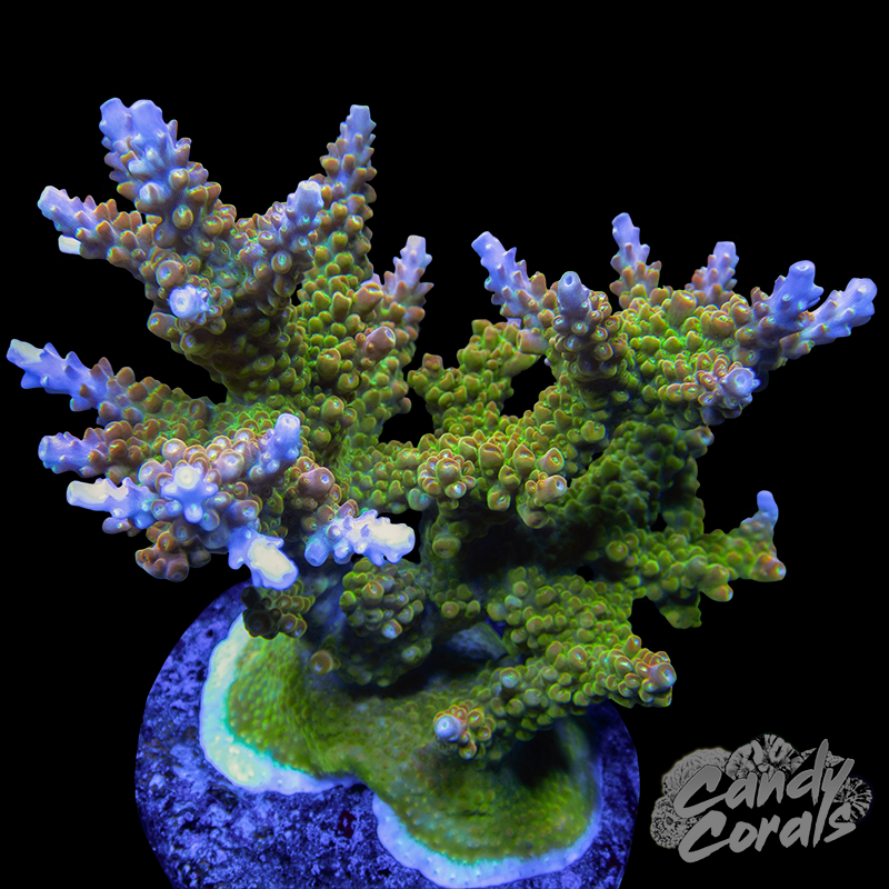 Acropora Sp. Colony WYSIWYG 91