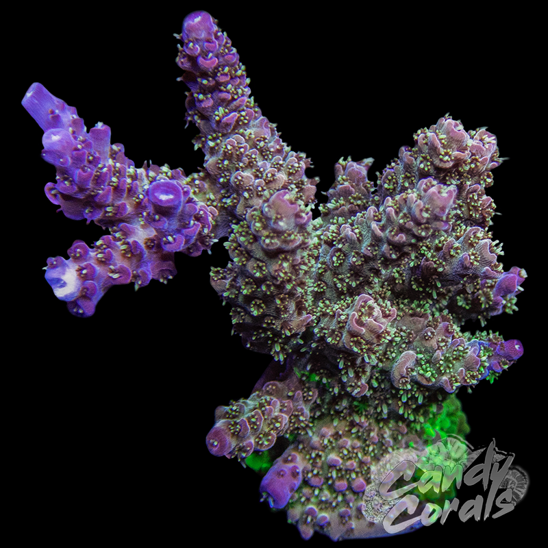 Unorthodox Grafted Acropora Millepora WYSIWYG 2