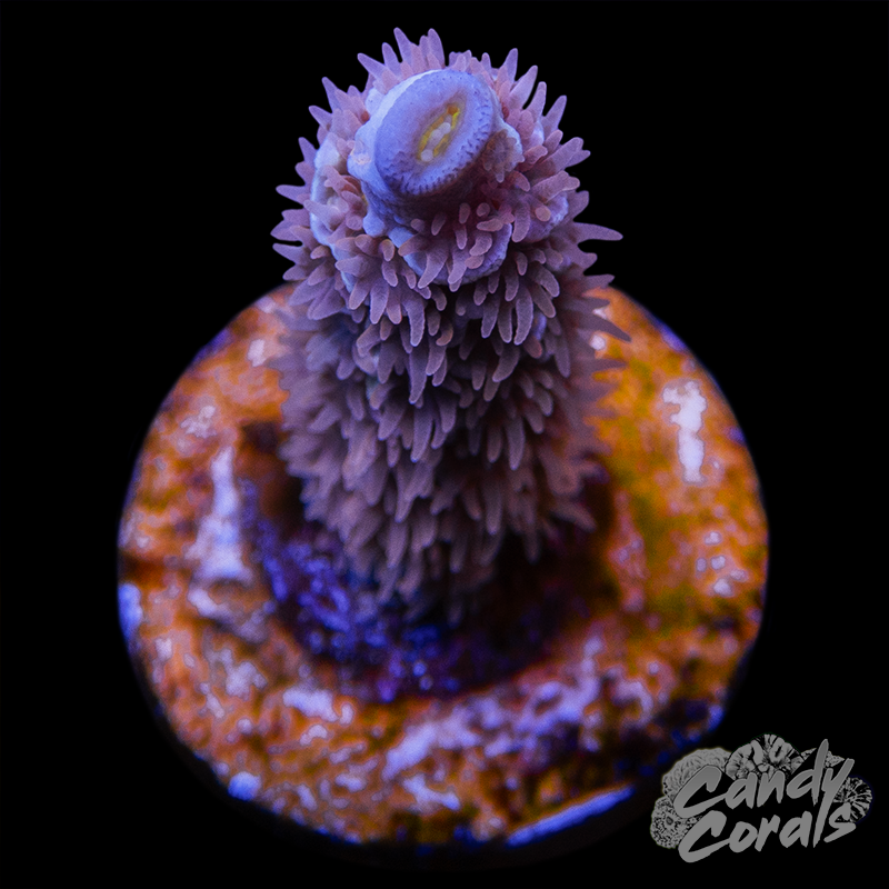 Lady in Pink Acropora Sp. Frag A92