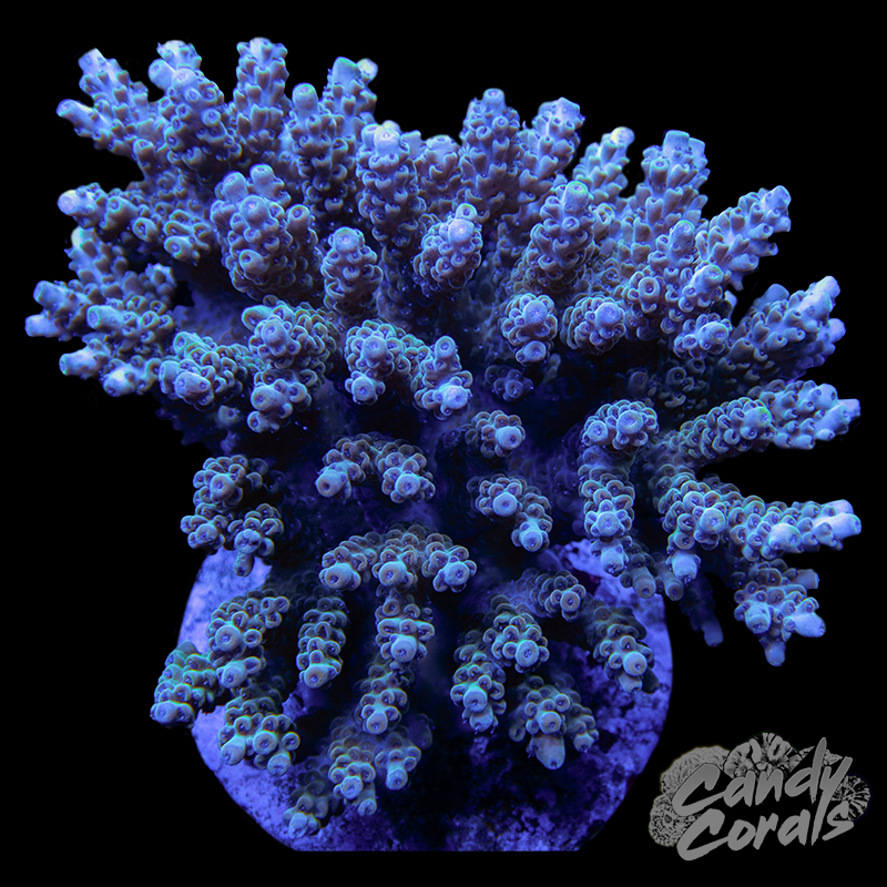 Acropora Sp. Colony WYSIWYG 2