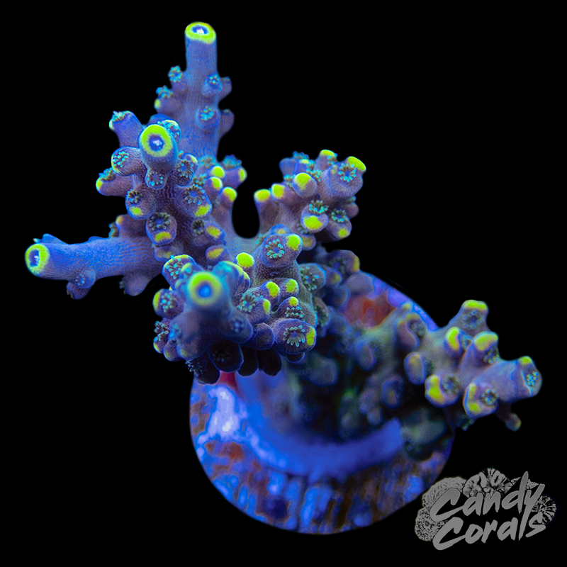 Yellow Tip Deepwater Acropora Sp. Frag A8