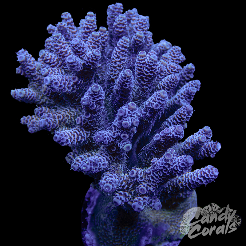 Acropora Sp. Colony WYSIWYG 73
