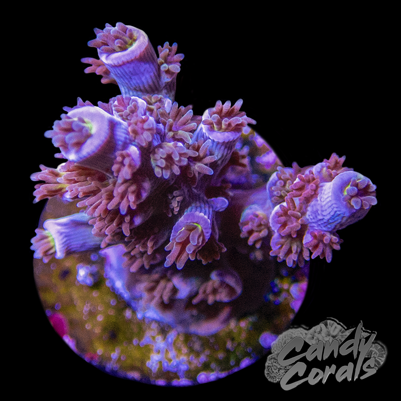 Party Animal Acropora Sp. Frag