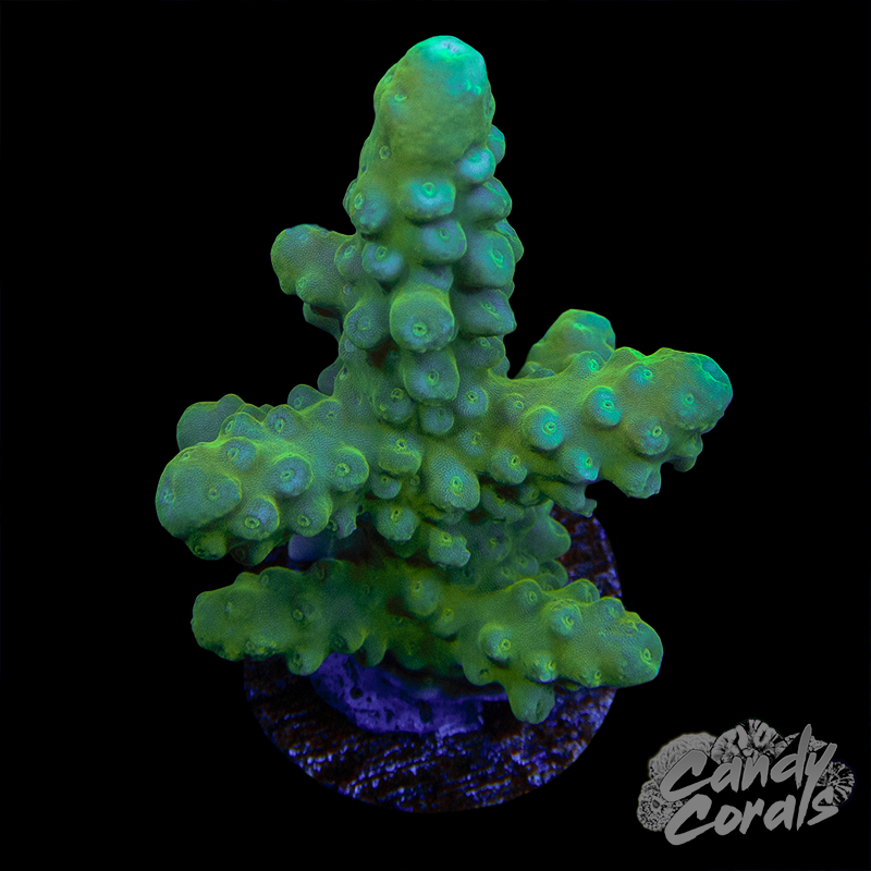 Green Sleeves Acropora Sp. Frag