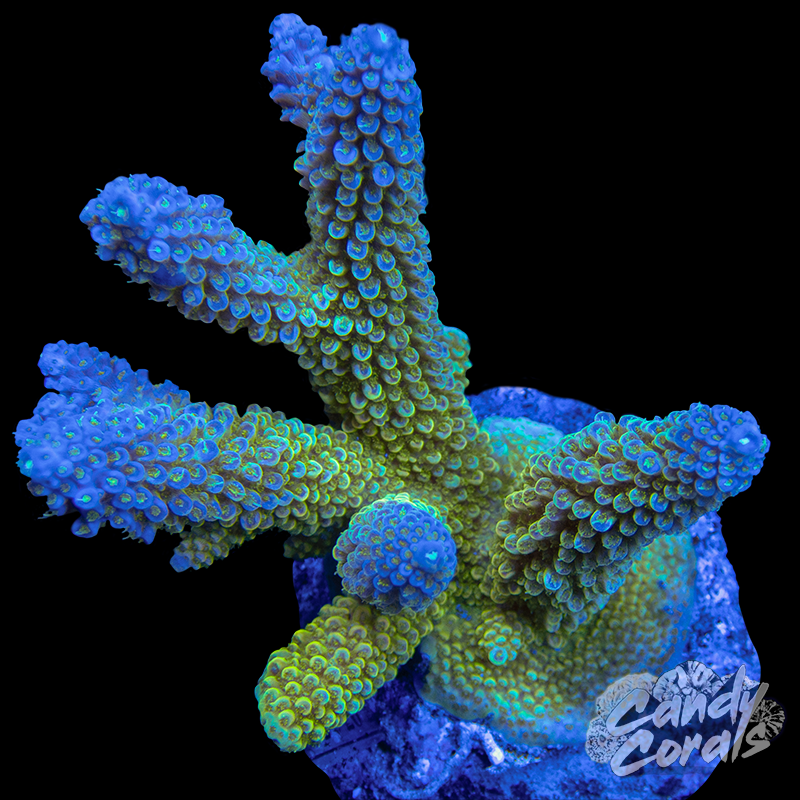 Acropora Sp. Colony WYSIWYG 59