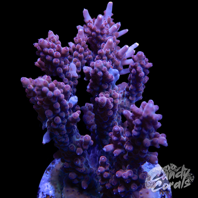 Acropora Sp. Colony WYSIWYG 30