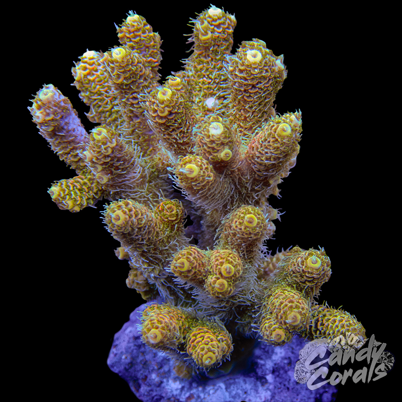Acropora Sp. Colony WYSIWYG 17