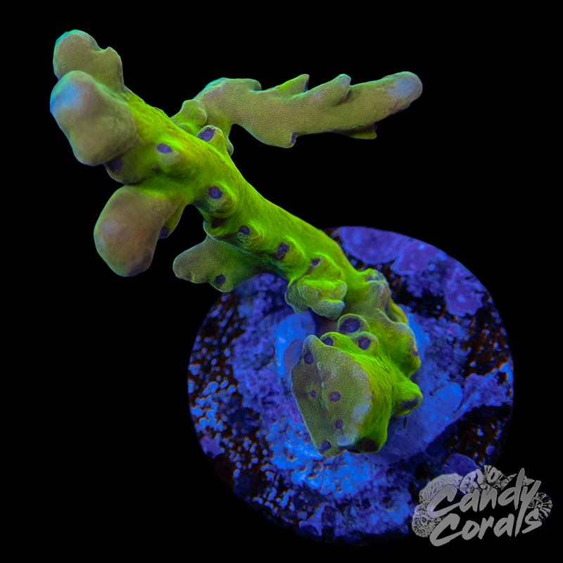 Mint Chocolate Chip Acropora Sp. Frag A74