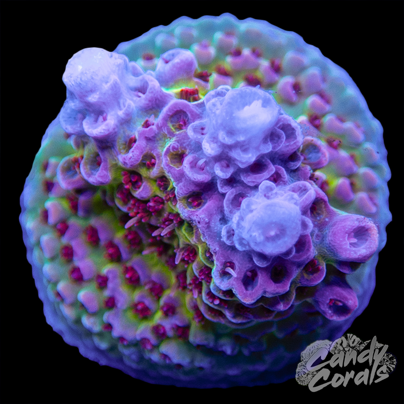 Princess Peach Acropora Sp. WYSIWYG 46