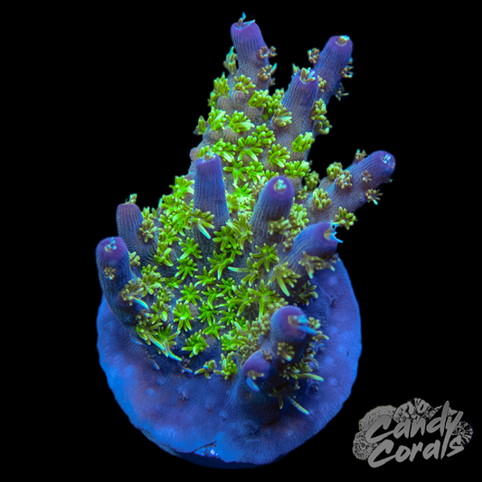 TSA  The Fuzz Acropora Sp. Frag A70