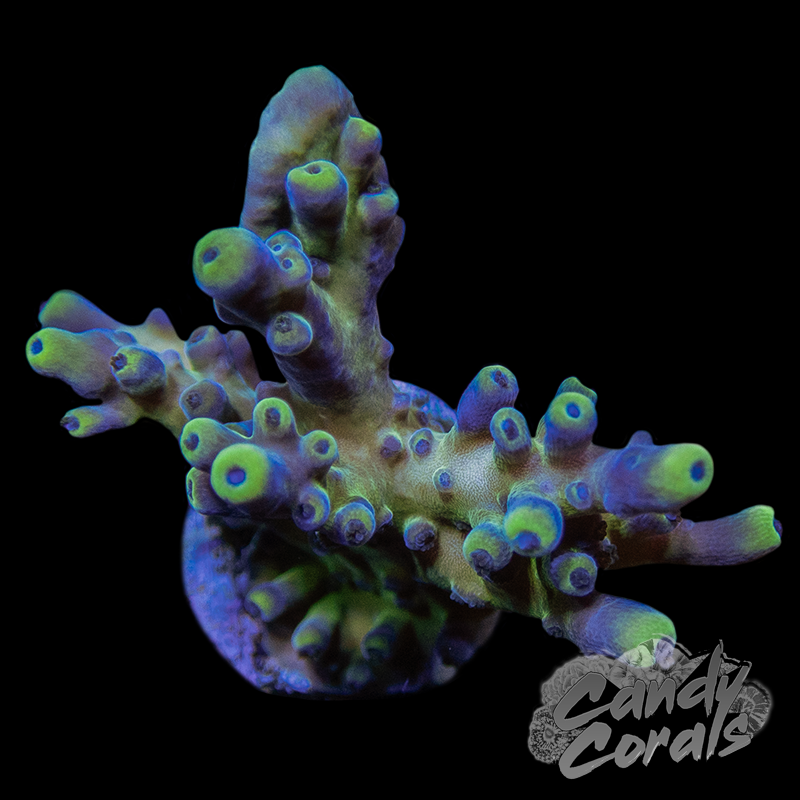 Gold Tort Acropora Tortuosa Frag A50