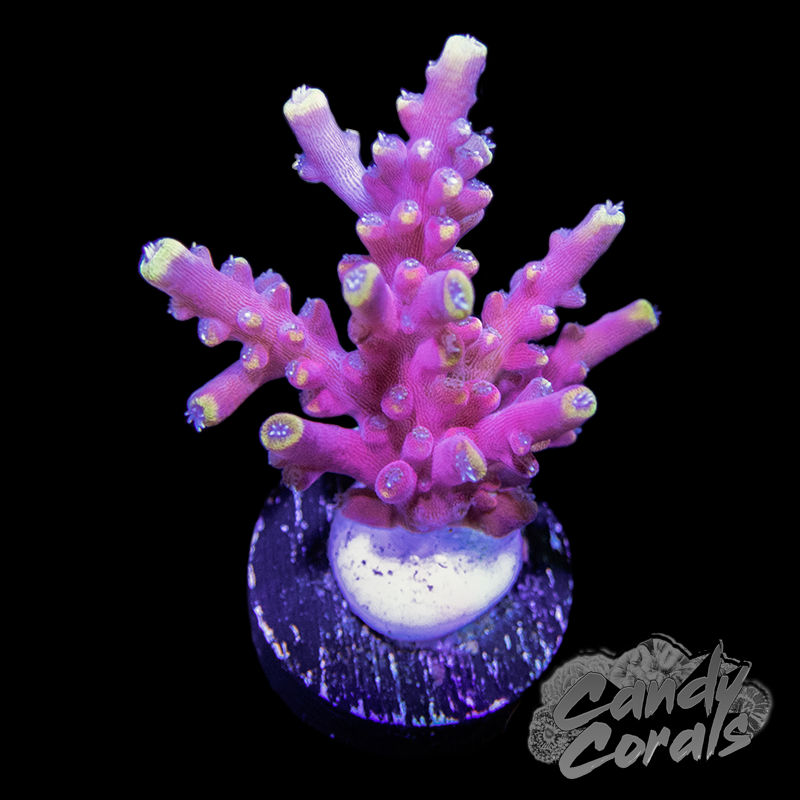 Cherry Pop Acropora Sp. Frag A73