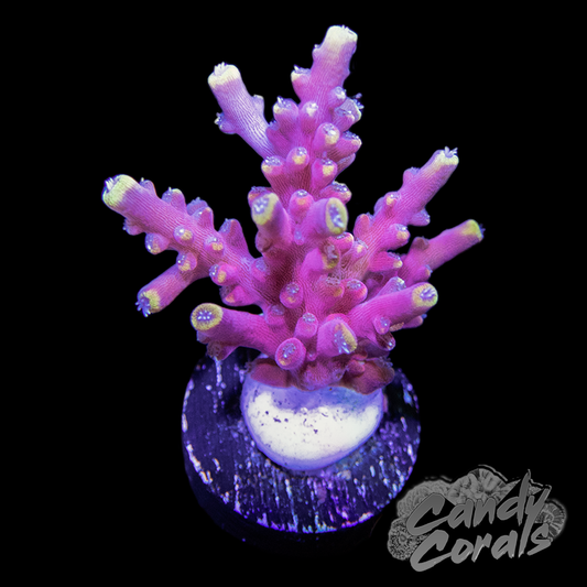 Randomly Selected Table Coral (Acropora) – Diapteron Shop