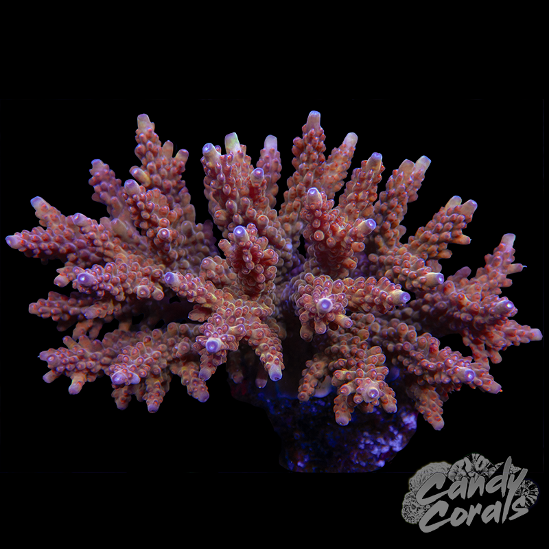 Small Acropora Sp. Colony WYSIWYG 36