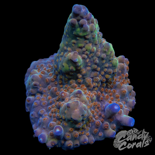 Wonderland Acropora Sp. WYSIWYG 2
