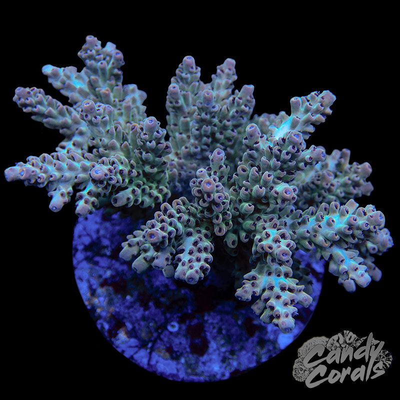 Acropora Sp. Colony WYSIWYG 82