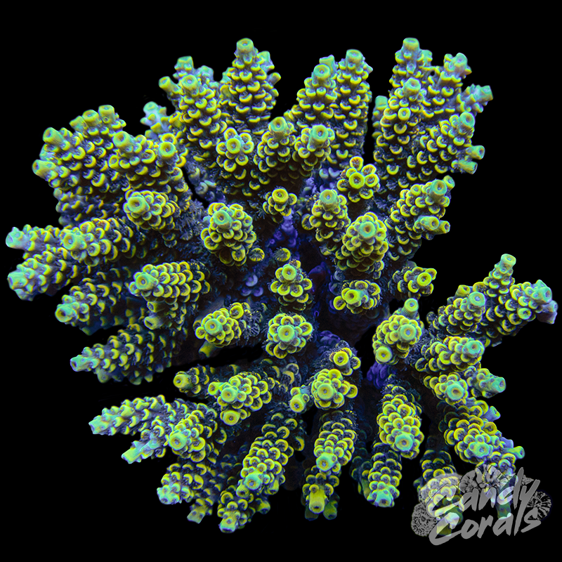 Acropora Sp. Colony WYSIWYG 27