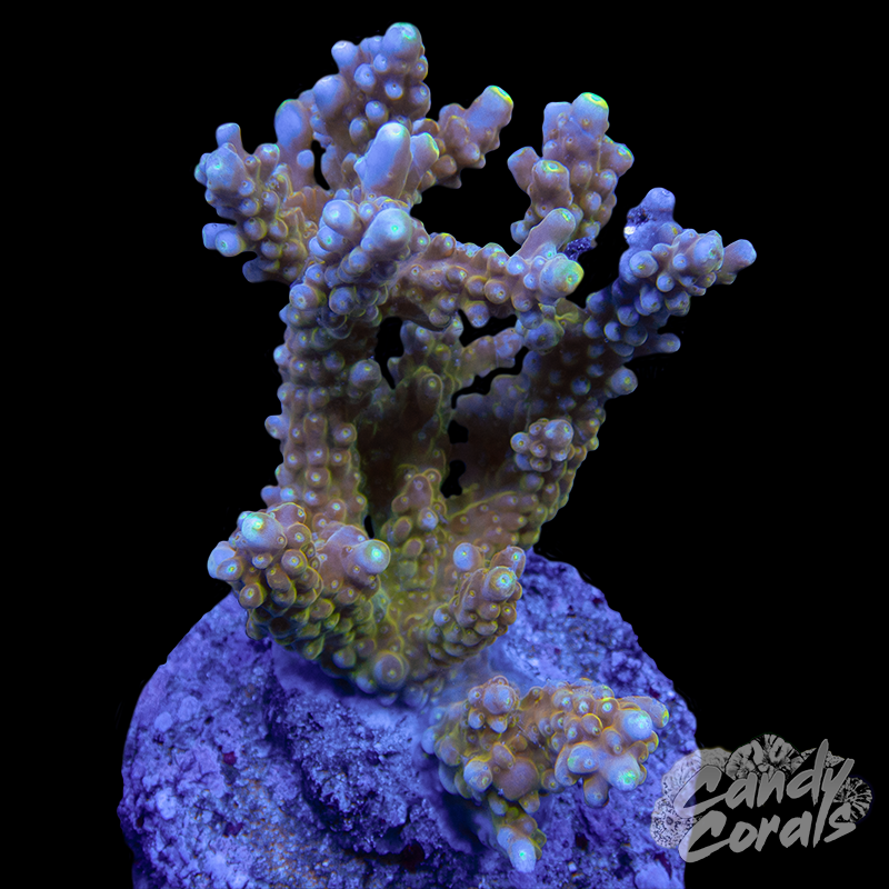 Acropora Sp. Colony WYSIWYG 75