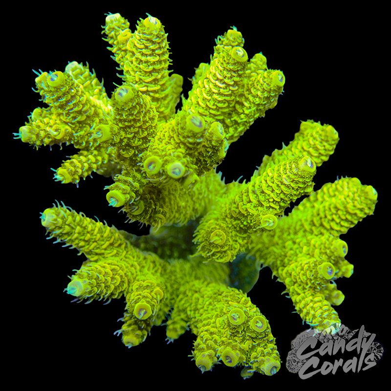 Acropora Sp. Colony WYSIWYG 96