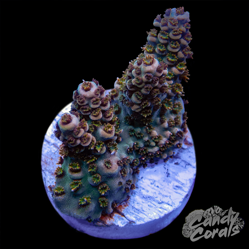 Cozy Garden Acropora Millepora Frag