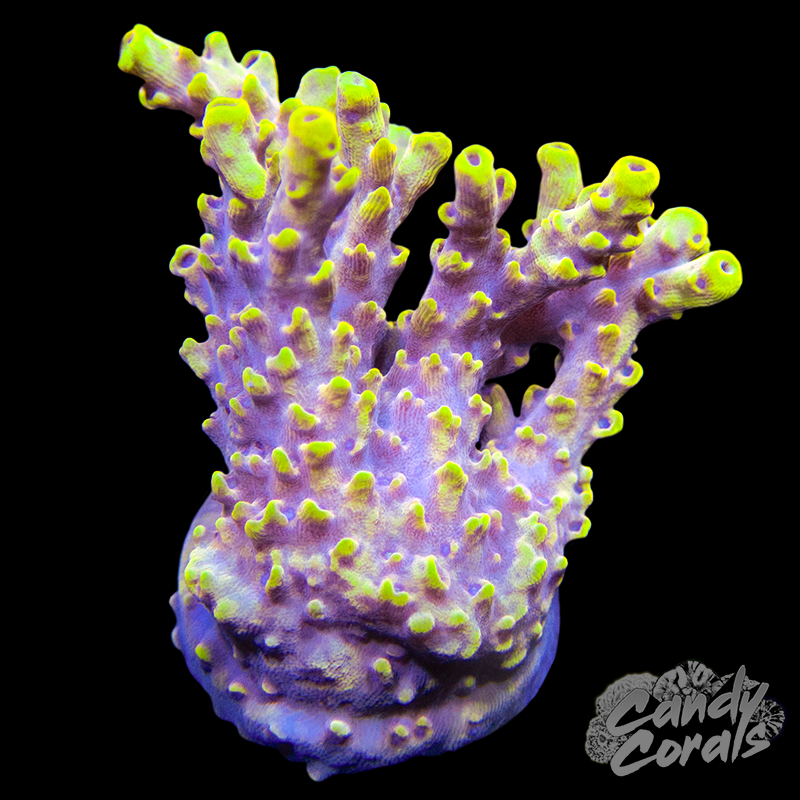 Wolverine Acropora Sp. Frag A19