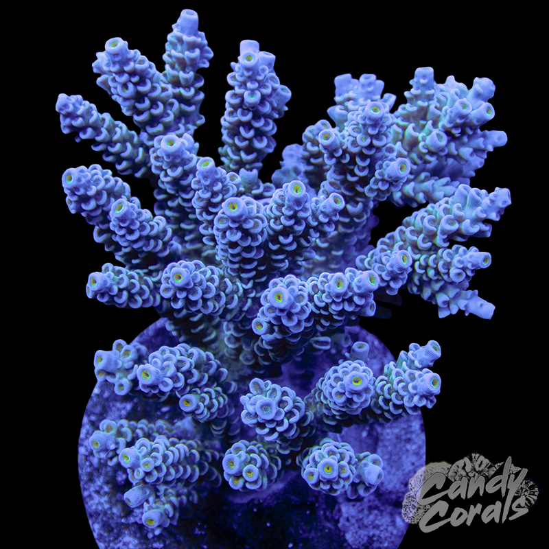Acropora Sp. Colony WYSIWYG 28